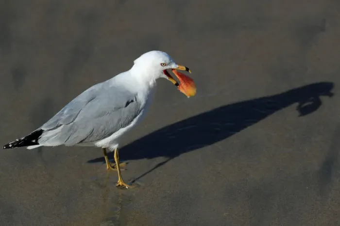 Framed Print : A seagull's shadow on the sand print Framed Print : A seagull's shadow on the sand print