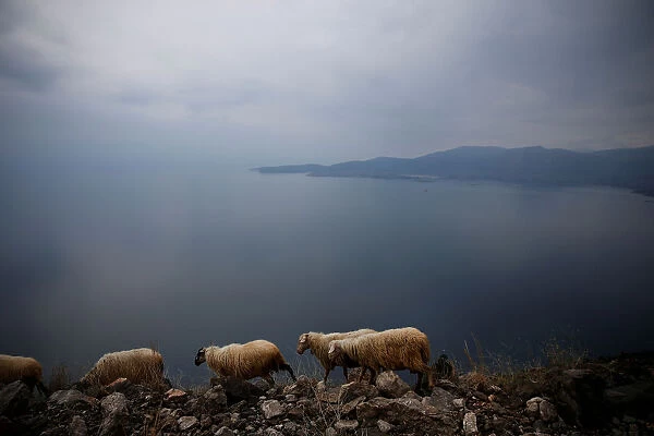 Sheep graze on a cliff near the town of Itea