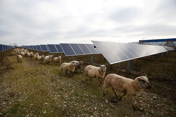 Sheep are herded at a photovoltaic power plant in Allonnes near Le Mans