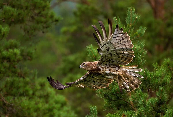 Short-toed snake eagle flies in a forest near the village of Yanovichi