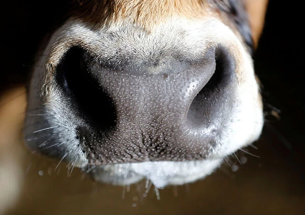 Snout of an Aubrac breed cow is pictured in a barn in Curieres