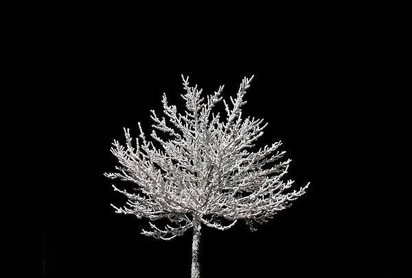 A snow-covered tree is illuminated at a car park in the eastern German ski resort