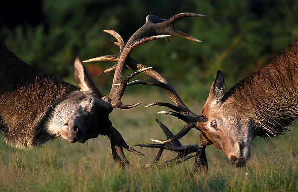 Two stag deer clash antlers during the beginning of the rutting season in Richmond Park