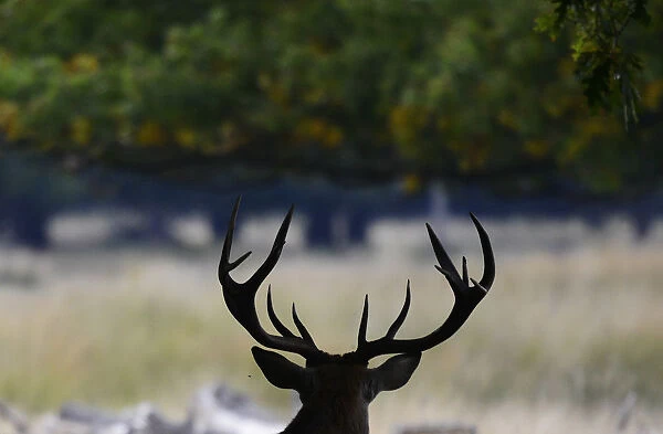 A stag takes shade under a tree during autumn in Richmond Park, London