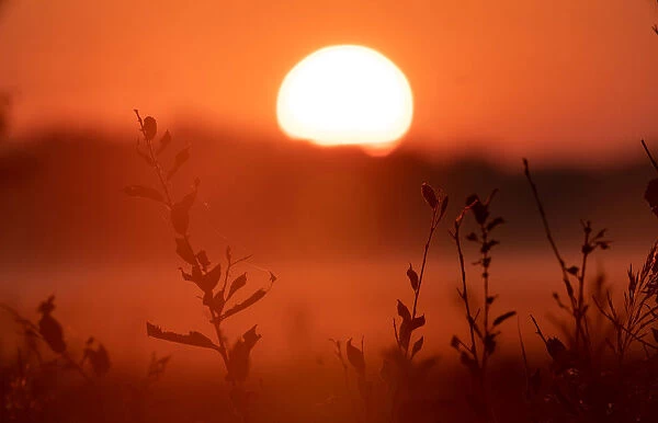 Sun rises in a field in Republican landscape reserve Nalibokski near the village of