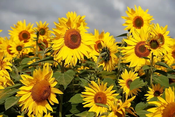 Sunflowers are seen at The Pop Up Farm in Flamstead, St Albans
