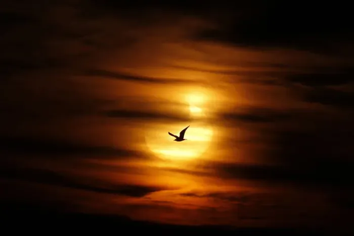 Framed Print : A Seagull Silhouetted Print