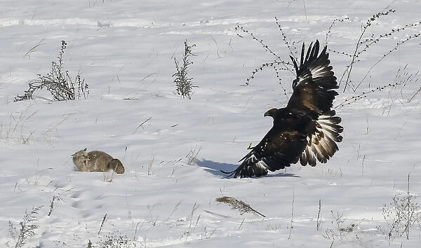 A tamed golden eagle chases a fox during an annual hunters competition at Almaty