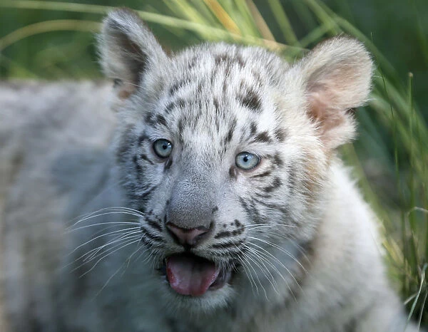 A three-month-old Bengal white tiger cub is seen inside its enclosure at the Buenos