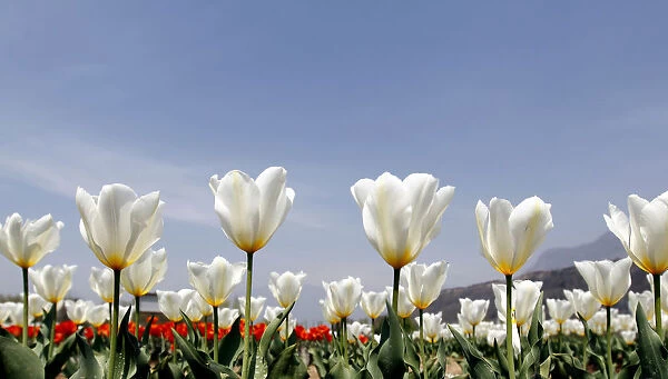 Tulips are seen in full bloom inside Kashmirs tulip garden in Srinagar