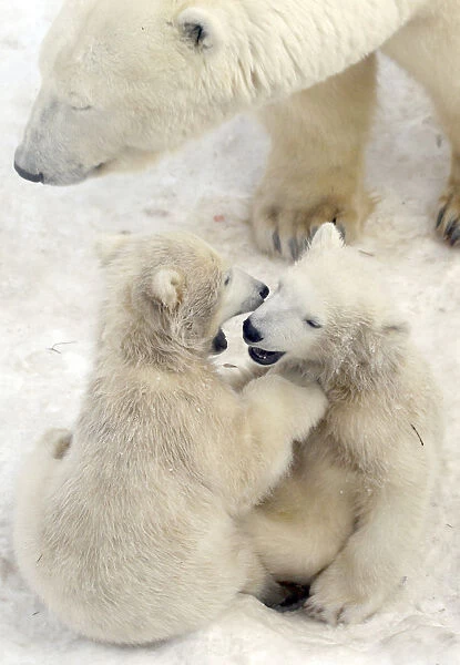Twin six-month-old polar bear cubs play next to their mother Uslada at the city zoo in St