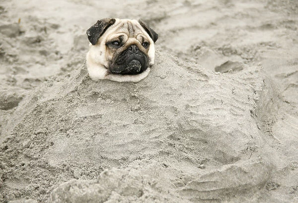 A two-year-old Pug dog is partially buried in the sand on a beach by some children