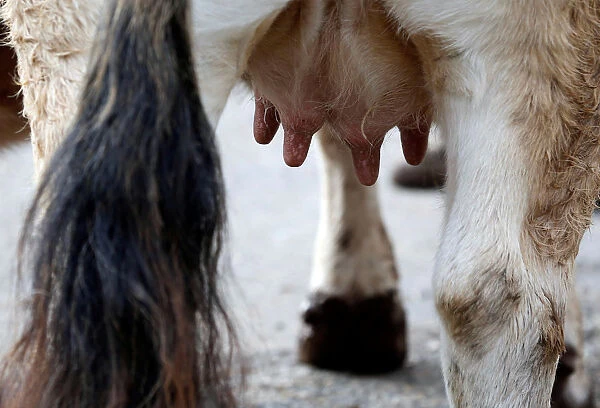 Udders of an Aubrac breed cow is pictured in a barn in Curieres