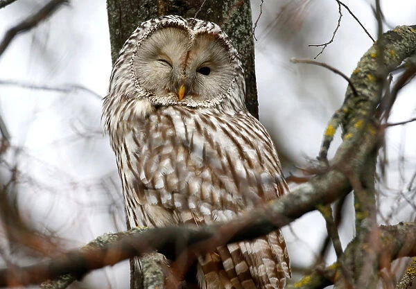 Ural owl (strix uralensis) rests on a tree branch in Minsk