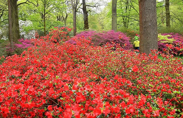 Visitors view the spectacular azaleas and rhodedendron blossoming in Richmond Park in
