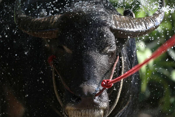 Water buffalo has a shower before a practice session ahead of Chonburis annual buffalo