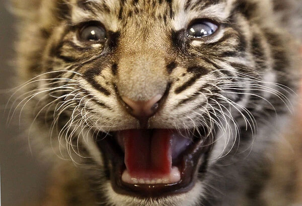 Three week old Sumatra tiger cub Daseep growls out of her box during her first public
