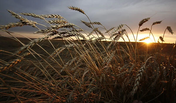Wheat is seen during sunset in a field of a Yubileiny private agrarian farm near the
