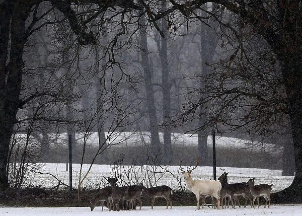 A white stag stands with his herd in a snow covered field in Moosrain near the lake