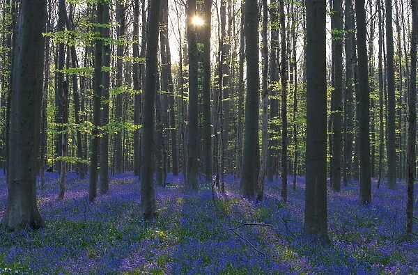 Wild Bluebells form a carpet in the Hallerbos also known as The Blue Forest near the