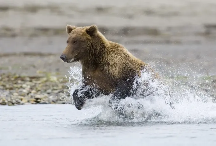 Framed Print : Brown Bear Charging Along Coastal Creek Print