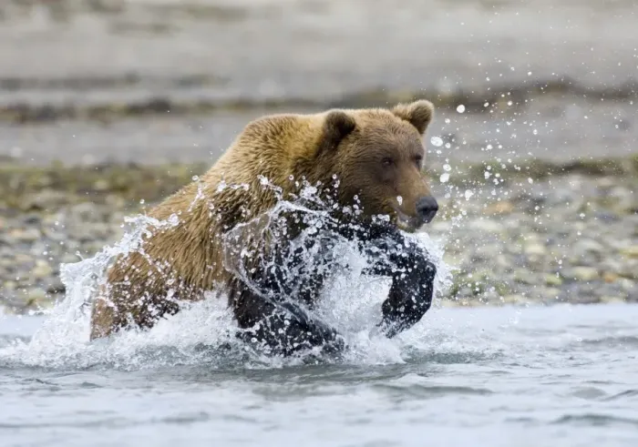 Framed Print : Brown Bear Charging Along Coastal Creek Print Framed Print : Brown Bear Charging Along Coastal Creek Print