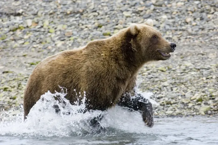Framed Print : Brown Bear Charging Along Coastal Creek Print Framed Print : Brown Bear Charging Along Coastal Creek Print