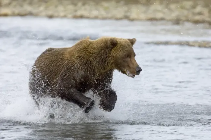 Framed Print : Brown Bear Charging Along Coastal Creek Print Framed Print : Brown Bear Charging Along Coastal Creek Print