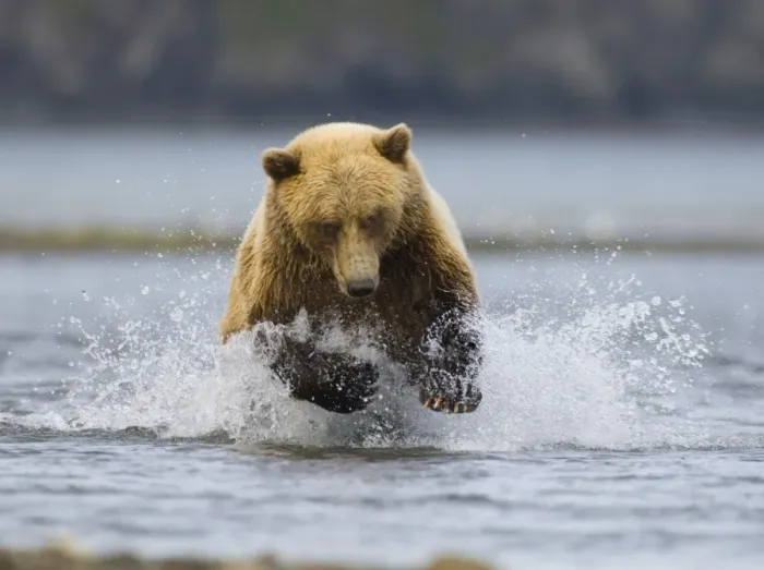 Framed Print : Brown Bear Charging Along Coastal Creek Print Framed Print : Brown Bear Charging Along Coastal Creek Print