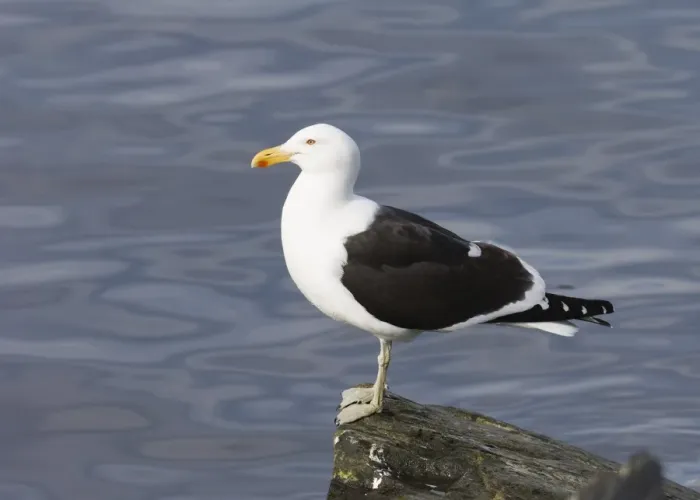 Framed Print : Kelp Gull Print, Breeding Adult