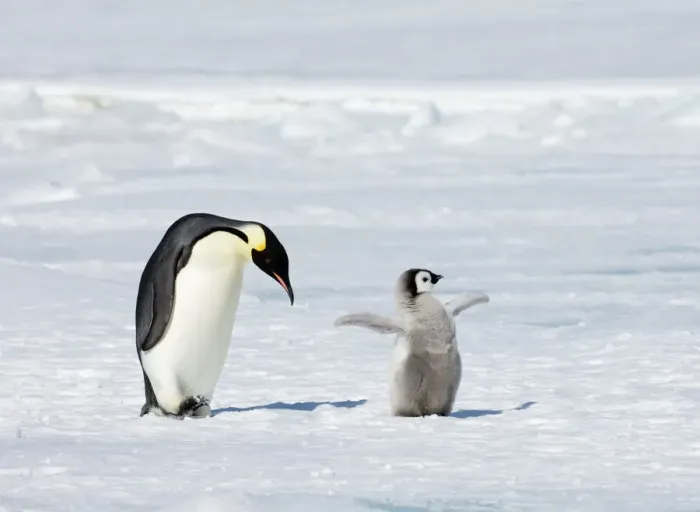 Framed Print : Emperor Penguin Print with Chick Framed Print : Emperor Penguin Print with Chick