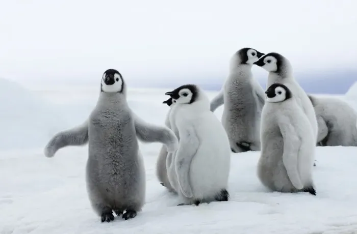 Framed Print : Emperor Penguin Chicks Print Framed Print : Emperor Penguin Chicks Print