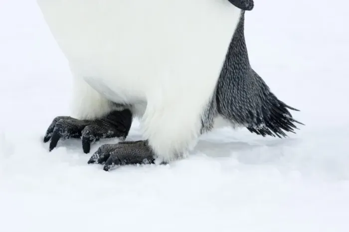 Framed Print : Emperor Penguin Print - Feet and Tail Detail Framed Print : Emperor Penguin Print - Feet and Tail Detail