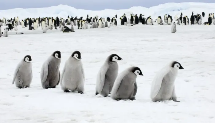 Framed Print : Emperor Penguin Chicks Print Framed Print : Emperor Penguin Chicks Print