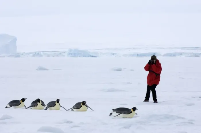 Framed Print : Emperor Penguin Print on Sea Ice Framed Print : Emperor Penguin Print on Sea Ice