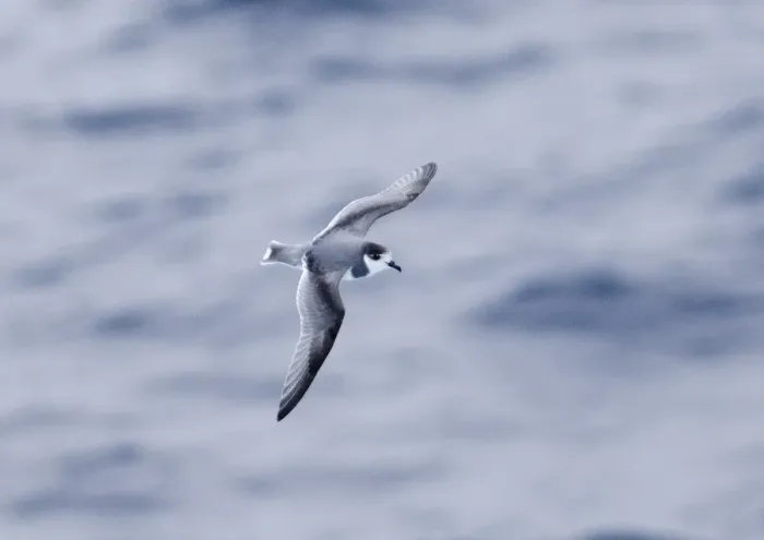 Framed Print : Southern Ocean Blue Petrel Print Framed Print : Southern Ocean Blue Petrel Print