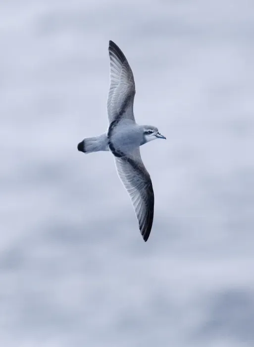 Framed Print : Antarctic Prion Print, Southern Ocean Framed Print : Antarctic Prion Print, Southern Ocean