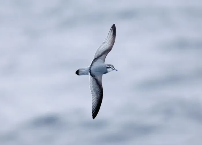 Framed Print : Antarctic Prion Print, Southern Ocean Framed Print : Antarctic Prion Print, Southern Ocean