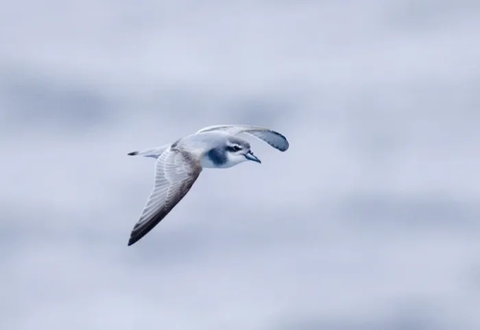 Framed Print : Antarctic Prion Print, Southern Ocean