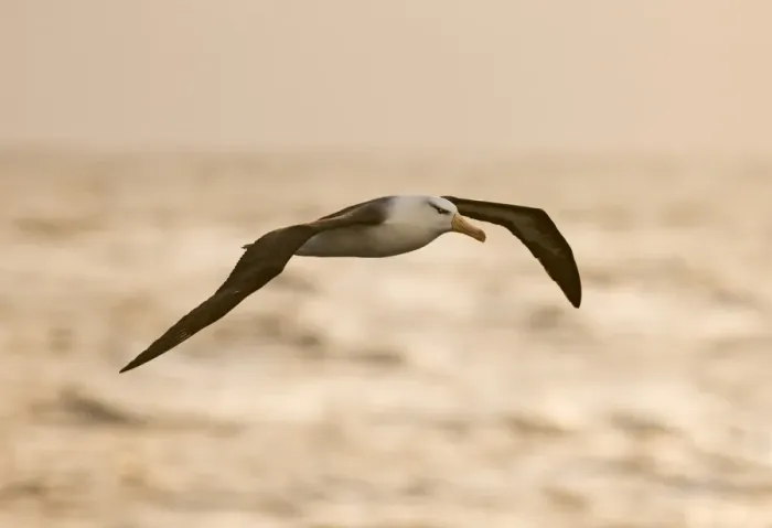Framed Print : Black-browed Albatross Print, Southern Ocean off Cape Horn Framed Print : Black-browed Albatross Print, Southern Ocean off Cape Horn