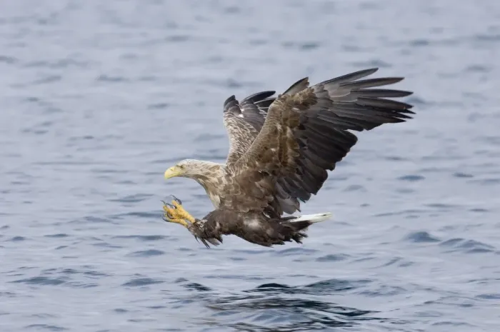 Framed Print : White-tailed Eagle Print - Norway July Framed Print : White-tailed Eagle Print - Norway July