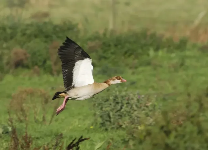 Framed Print : Egyptian Goose in Flight Print Framed Print : Egyptian Goose in Flight Print