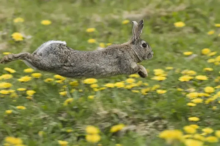 Framed Print : Print of a rabbit running through a field of dandelions in Norfolk summer Framed Print : Print of a rabbit running through a field of dandelions in Norfolk summer