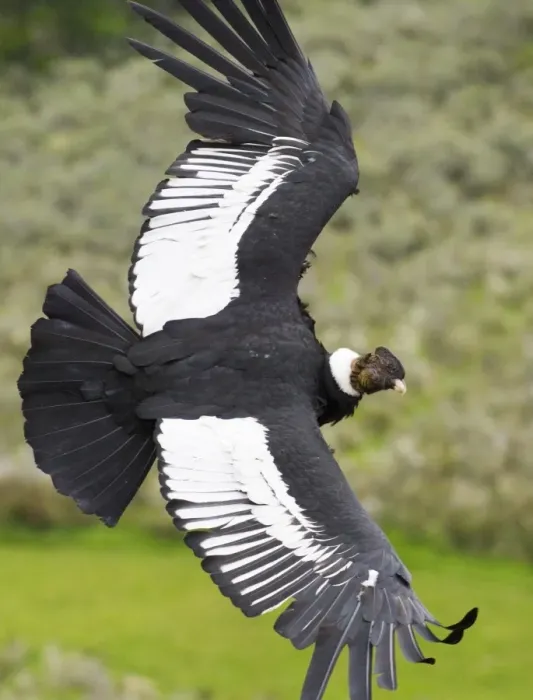 Framed Print : Andean Condor Print: Male soaring over S.Chile mountain landscape Framed Print : Andean Condor Print: Male soaring over S.Chile mountain landscape