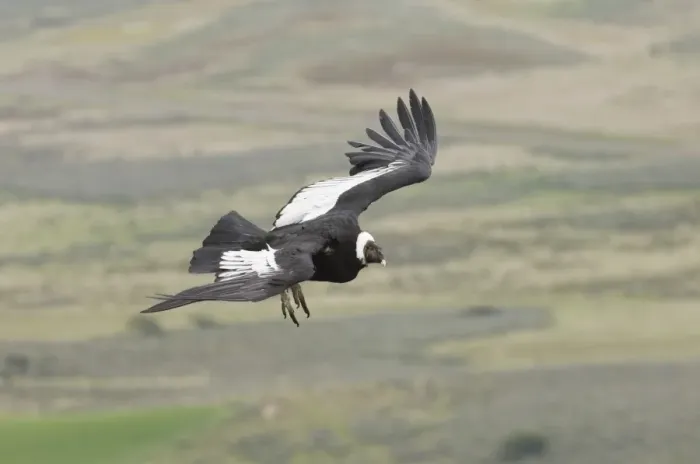 Framed Print : Patagonian Andean Condor Print Framed Print : Patagonian Andean Condor Print