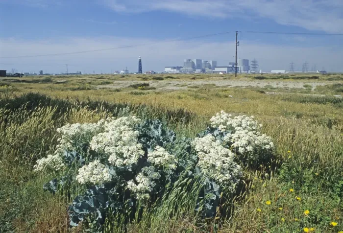 Framed Print : Dungeness Landscape Print with Sea Kale Framed Print : Dungeness Landscape Print with Sea Kale