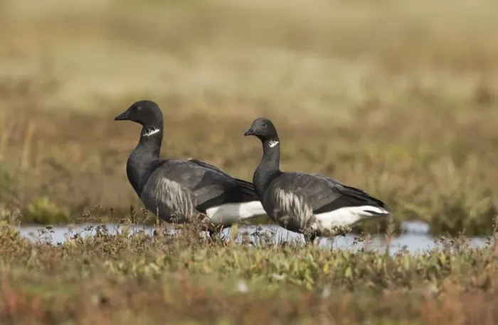 Framed Print : Brent Geese Print on Saltmarsh Framed Print : Brent Geese Print on Saltmarsh