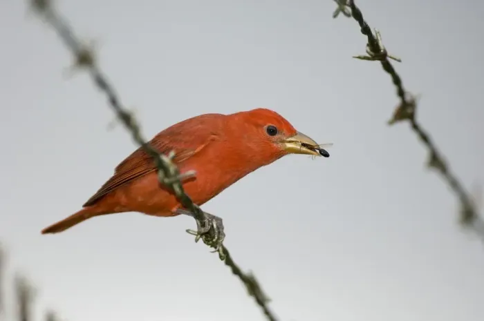 Framed Print : Summer Tanager Print - Male Bird in Flight Framed Print : Summer Tanager Print - Male Bird in Flight