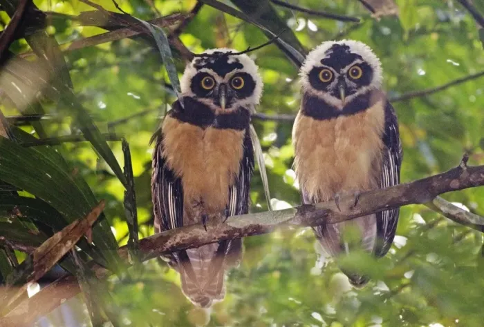 Framed Print : Spectacled Owl Juveniles Print Framed Print : Spectacled Owl Juveniles Print