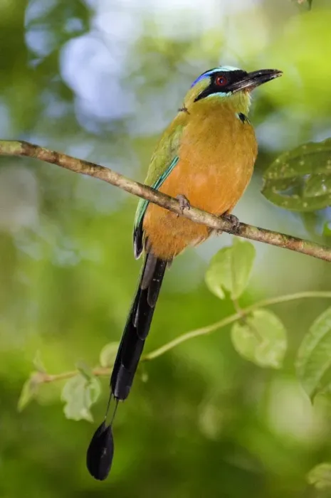 Framed Print : Blue-crowned Motmot Print 02413dt Framed Print : Blue-crowned Motmot Print 02413dt